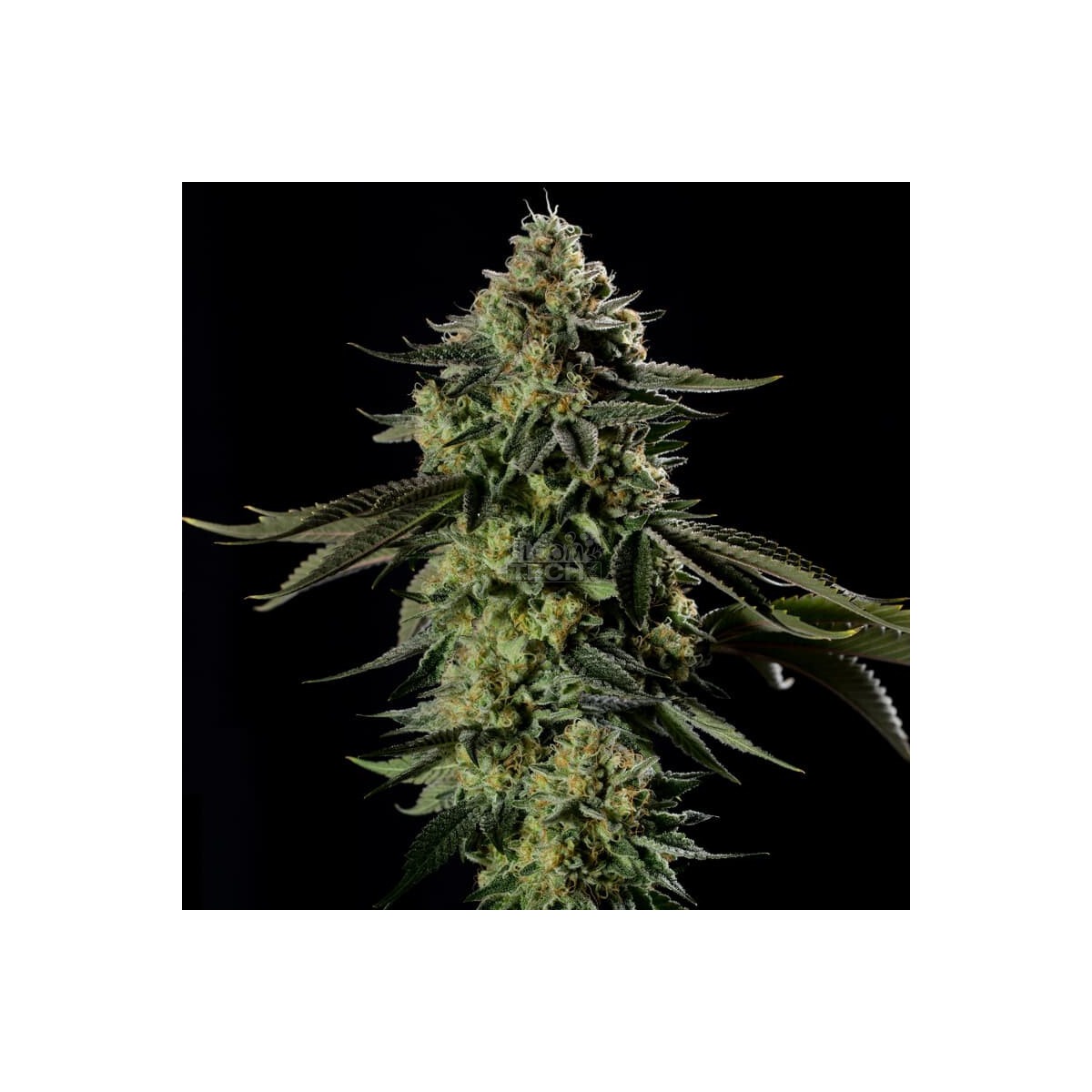 Rainbow Gas - Silent Seeds feminisiert 3er Pack