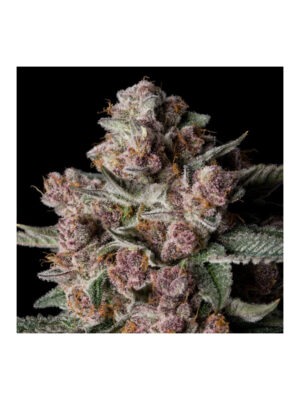silent-seeds-tropical-jam.jpg Tropical Jam - Silent Seeds feminisiert 3er Pack