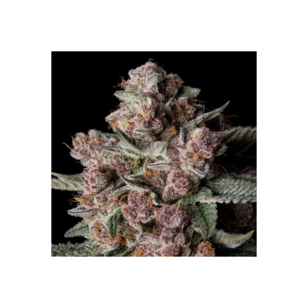 Tropical Jam - Silent Seeds feminisiert 3er Pack