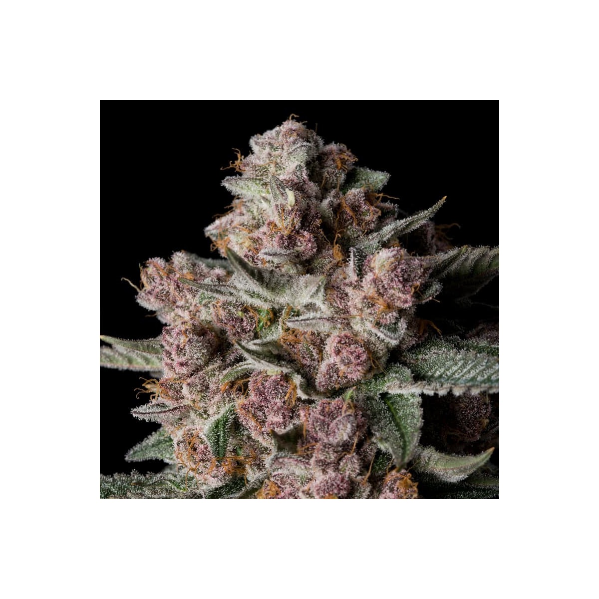 Tropical Jam - Silent Seeds feminisiert 3er Pack