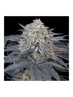silent-seeds-watermelon-runtz.jpg Watermelon Runtz - Silent Seeds feminisiert 3er Pack