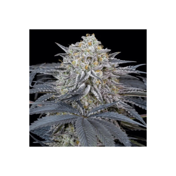 silent-seeds-watermelon-runtz.jpg Watermelon Runtz feminisierte Cannabissamen