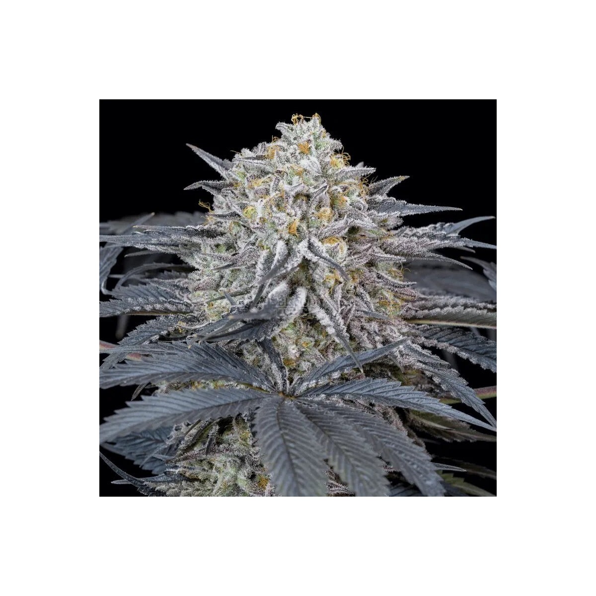 Watermelon Runtz - Silent Seeds feminisiert 3er Pack