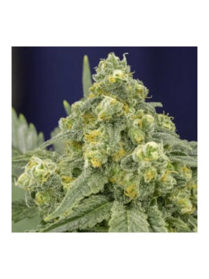 silent-seeds-white-widow.jpg White Widow - Silent Seeds feminisiert 3er Pack