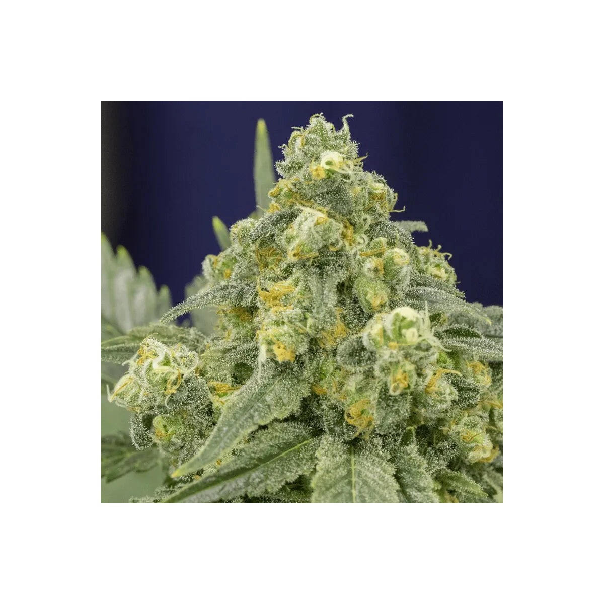 White Widow - Silent Seeds feminisiert 3er Pack
