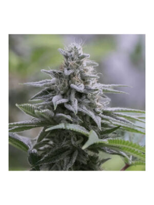 silent-seeds-zkittlez.jpg Zkittlez 2.0 - Silent Seeds feminisiert 3er Pack