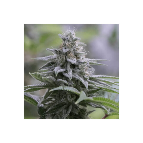 Zkittlez 2.0 feminisierte Cannabissamen