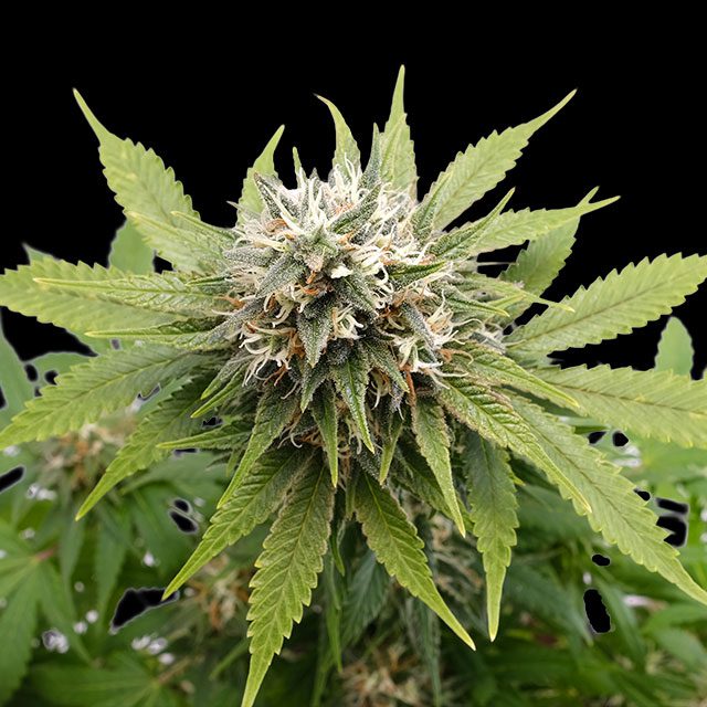 Silver Widow - Kannabia feminisiert 3er Pack