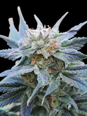 skunk-flower.jpg Skunk Plus - Kannabia feminisiert 3er Pack