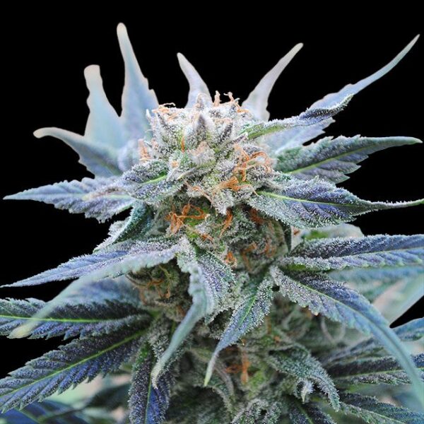 Skunk Plus - Kannabia feminisiert 3er Pack