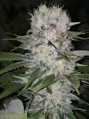 Skunk Hero RBX1 – Ethos feminisiert 5er Pack