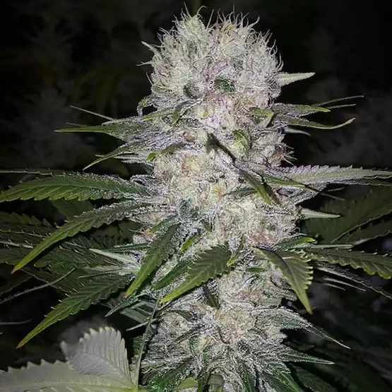 Skunk Hero RBX1 – Ethos feminisiert 5er Pack Skunk Hero RBX1 – Ethos feminisiert 5er Pack