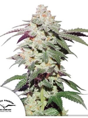 Skywalker Haze - Dutch Passion feminisiert 3er Pack