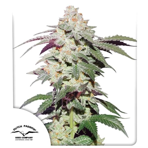 Skywalker Haze - Dutch Passion feminisiert 3er Pack