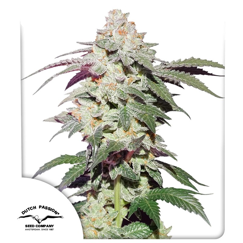 Skywalker Haze - Dutch Passion feminisiert 3er Pack