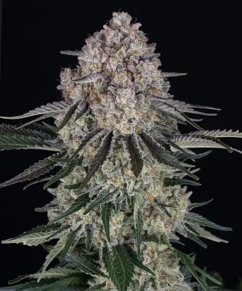 sour-diesel-auto_circle_new_21_125147-1.webp sour diesel