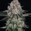 Sour Diesel - Barneys Farm feminisiert 3er Pack