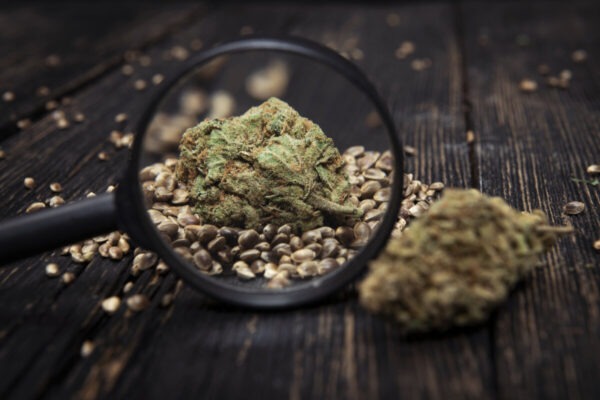 Sour Diesel X OG – Marj Jane feminisiert 3er Pack