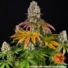 Barney's Farm sour diesel Samen – Bild 2