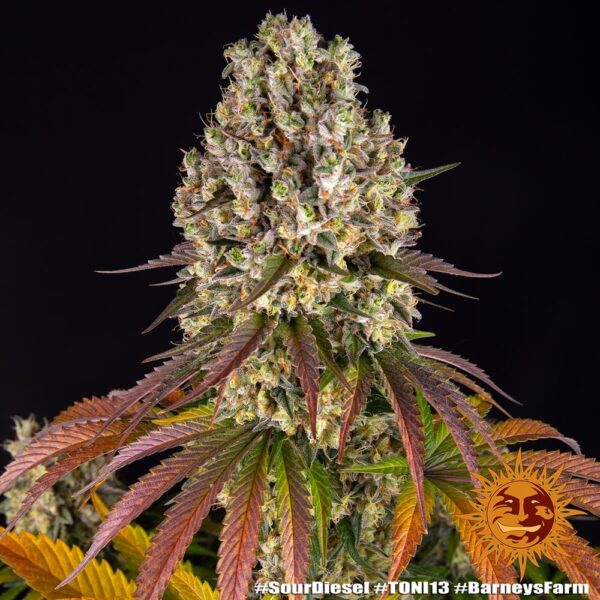 Barney's Farm sour diesel Samen – Bild 3