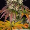 Barney's Farm sour diesel Samen – Bild 4