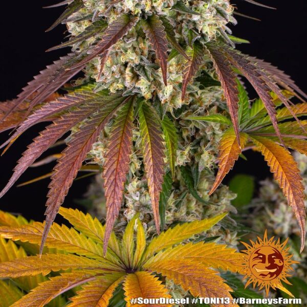 Barney's Farm sour diesel Samen – Bild 4