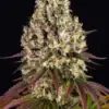 Barney's Farm sour diesel Samen