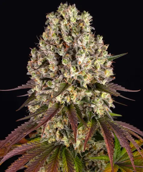 Barney's Farm sour diesel Samen