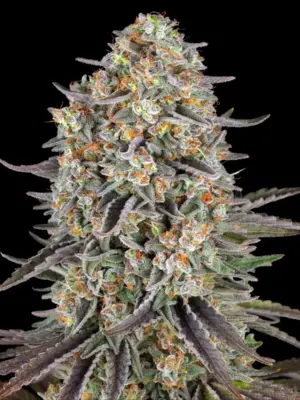 Sour Strawberry – Barneys Farm feminisiert 3er Pack