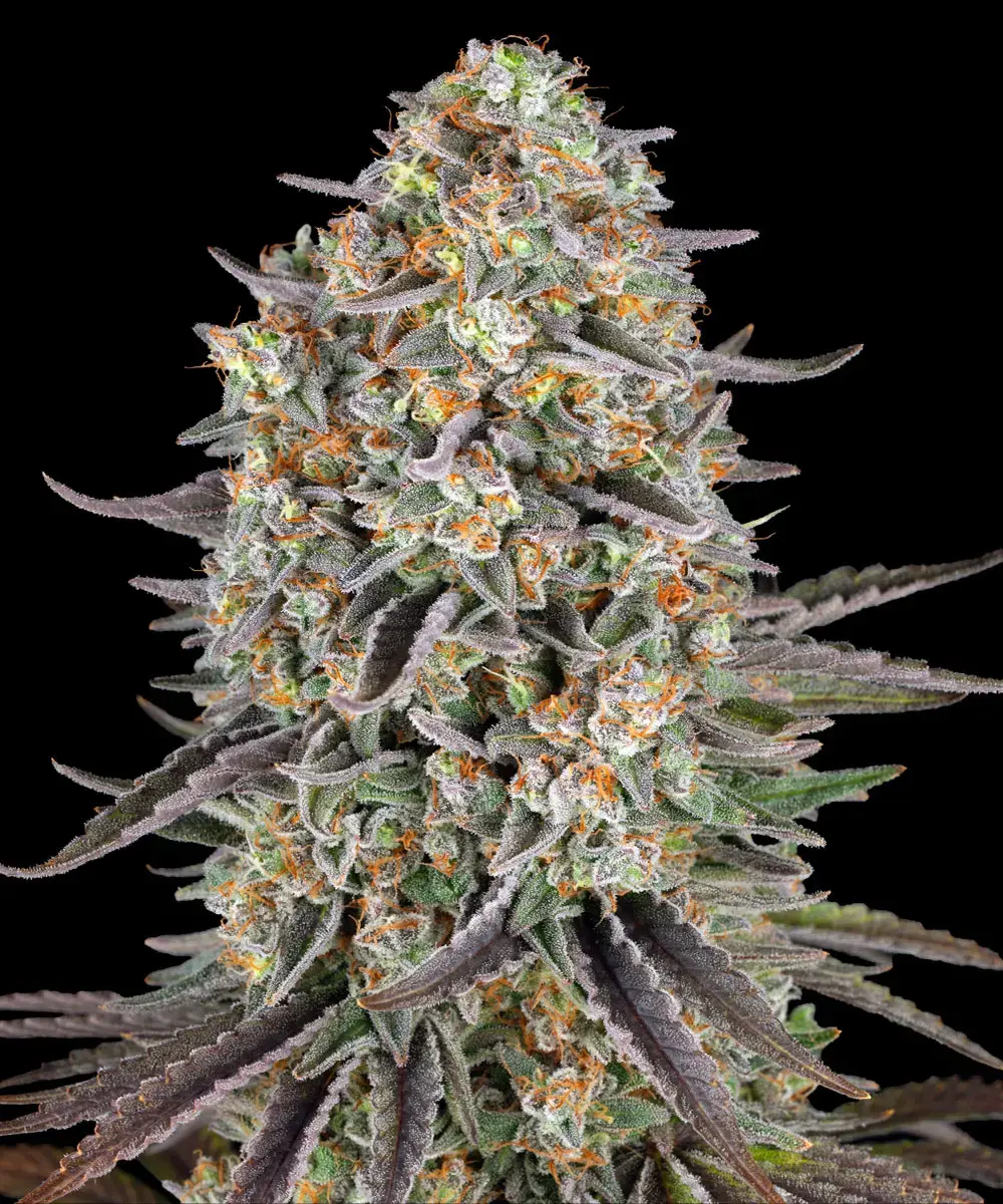 Sour Strawberry - Barneys Farm feminisiert 3er Pack