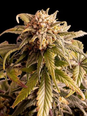 speedy-boom-auto-flower.jpg Speedy Boom Auto - Kannabia feminisiert 3er Pack