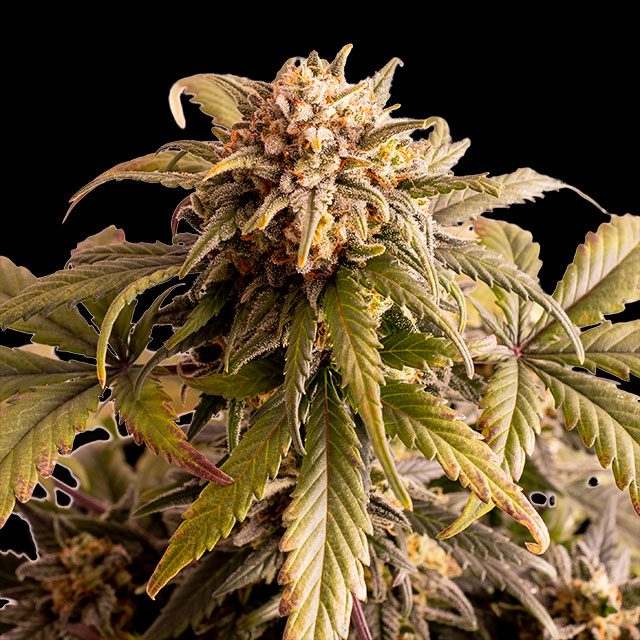Speedy Boom Auto - Kannabia feminisiert 3er Pack