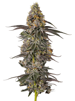 Sticky Wasabi Triploid - Growers Choice feminisiert 3er Pack