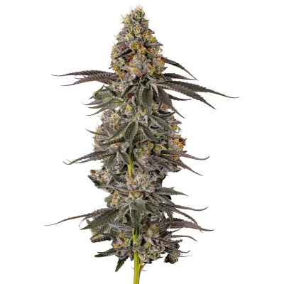 Sticky Wasabi Triploid – Growers Choice feminisiert 3er Pack Sticky Wasabi Triploid – Growers Choice feminisiert 3er Pack