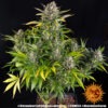 Barney's Farm strawberry cheesecake auto Samen – Bild 2