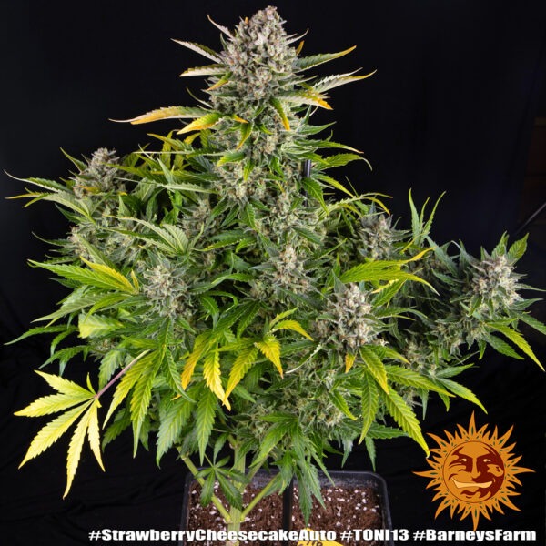 Barney's Farm strawberry cheesecake auto Samen – Bild 2