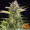 Barney's Farm strawberry cheesecake auto Samen – Bild 3