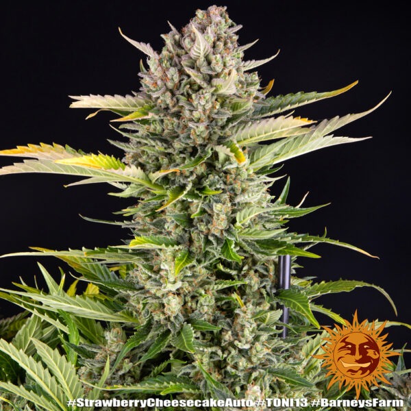 Barney's Farm strawberry cheesecake auto Samen – Bild 3