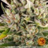 Barney's Farm strawberry cheesecake auto Samen – Bild 4