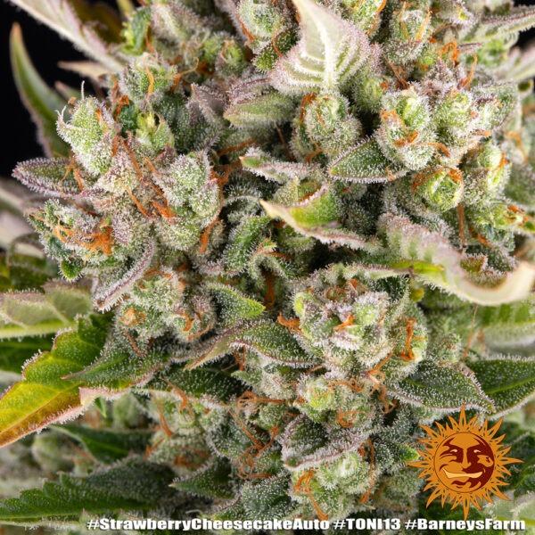 Barney's Farm strawberry cheesecake auto Samen – Bild 4
