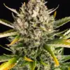 Barney's Farm strawberry cheesecake auto Samen