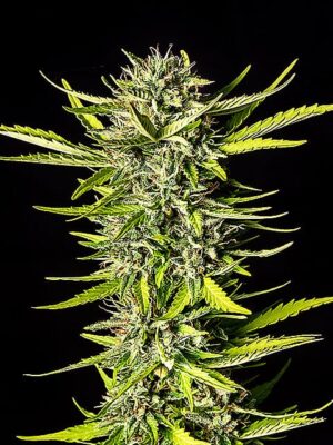 strawberry-haze-auto-flower.jpg Strawberry Haze Auto - Kannabia feminisiert 3er Pack