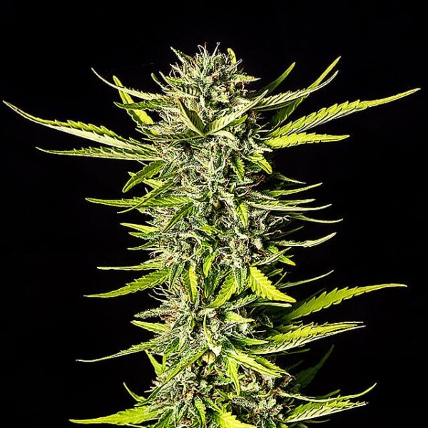 strawberry-haze-auto-flower.jpg #6798