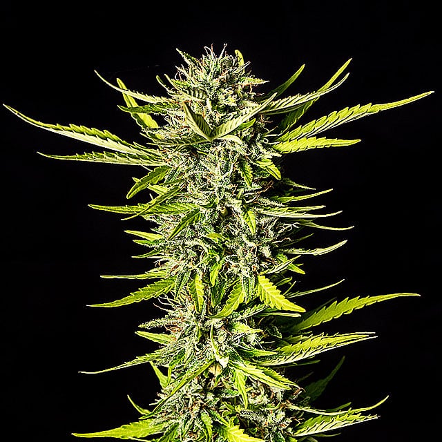 Strawberry Haze Auto - Kannabia feminisiert 3er Pack
