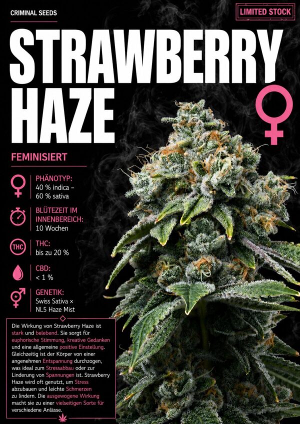 Strawberry Haze – Criminal Seeds feminisiert 3er Pack
