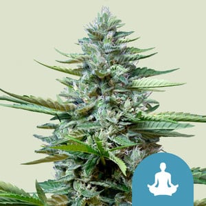 Stress Killer Automatic CBD - Royal Queen Seeds feminisiert 3er Pack