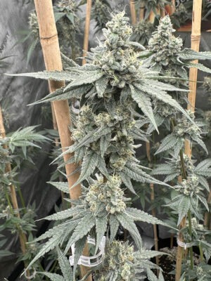 Sundae Supper - Solfire Gardens feminisiert 6er Pack