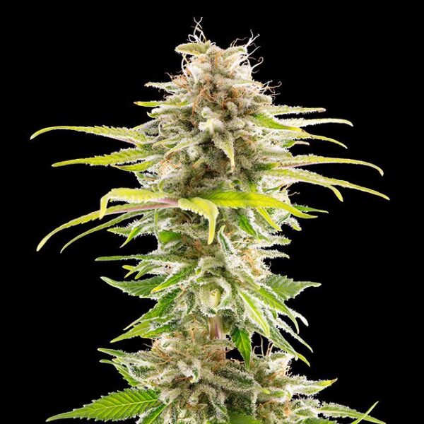 super-og-kush-flower.jpg Super OG Kush - Kannabia feminisiert 3er Pack
