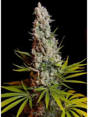 Sweet Cheese - Sweet Seeds feminisiert 3er Pack