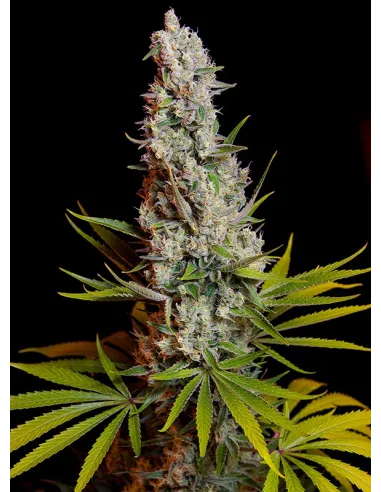 Sweet Cheese - Sweet Seeds feminisiert 3er Pack